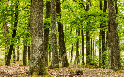 Forêt Domaniale Indivise d’Anlier