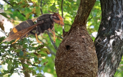 Info Subside Asiatesch Runn